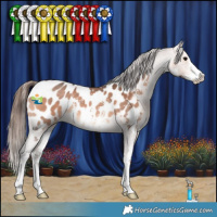 Horse Color:Bay Sabino Appaloosa 