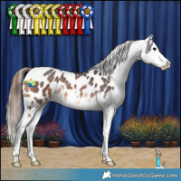 Horse Color:Bay Sabino Appaloosa