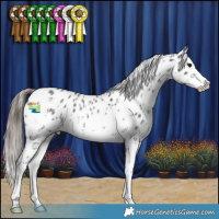 Horse Color:Black Sabino Appaloosa 