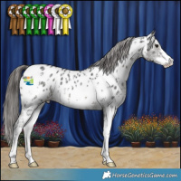 Horse Color:Black Sabino Appaloosa
