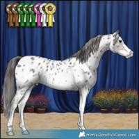 Horse Color:Black Sabino Appaloosa