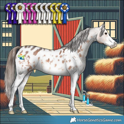 Horse Color:Bay Sabino Appaloosa 