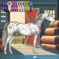 Horse Color:Bay Sabino Appaloosa