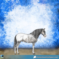 Horse Color:Blue Onyx Sabino Appaloosa Rabicano 