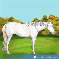 Horse Color:Gold Champagne Dun Appaloosa 