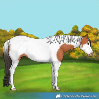 Horse Color:Bay Tobiano Frame 