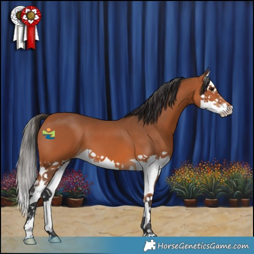 Horse Color:Bay Splash 