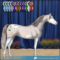 Horse Color:Bay Dun Splash Appaloosa Rabicano 