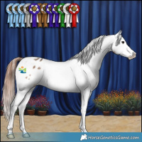 Horse Color:Bay Dun Splash Appaloosa Rabicano 