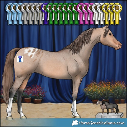 Horse Color:Bay Dun Appaloosa 