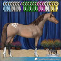 Horse Color:Bay Dun Appaloosa 