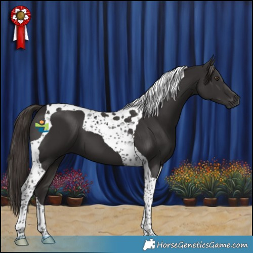 Horse Color:Liver Chestnut Tobiano 