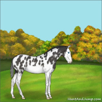 Horse Color:Black Splash Near Leopard 