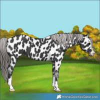 Horse Color:Black Appaloosa 