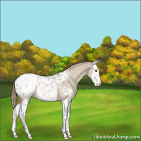 Horse Color:Red Dun Roan Splash Appaloosa 
