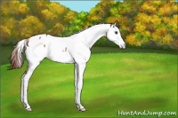 Horse Color:Chestnut Splash Appaloosa 