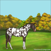 Horse Color:Liver Chestnut Appaloosa 