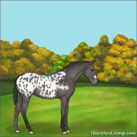 Horse Color:Black Appaloosa 