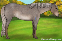 Horse Color:Silver Blue Roan