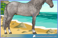 Horse Color:Silver Blue Roan 