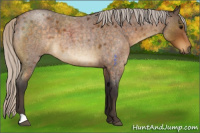 Horse Color:Silver Buckskin Roan 