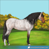 Horse Color:Bay Roan 