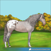 Horse Color:Bay Appaloosa