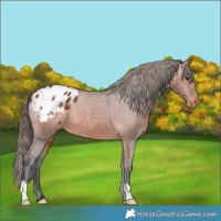 Horse Color:Bay Appaloosa