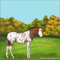 Horse Color:Bay Roan Splash Appaloosa 