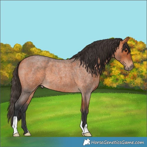 Horse Color:Bay Roan 
