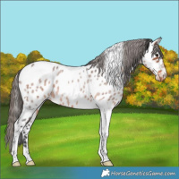 Horse Color:Brown Roan Tobiano Near Leopard 