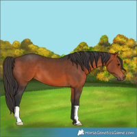 Horse Color:Bay 