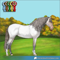 Horse Color:Bay Roan Snowcap 