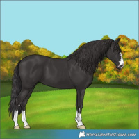 Horse Color:Smoky Black 