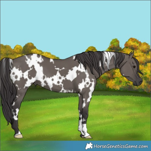 Horse Color:White Spotted Smoky Grullo 