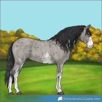 Horse Color:White Spotted Grullo Roan 