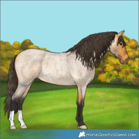 Horse Color:Buckskin Roan Rabicano 