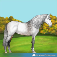 Horse Color:Gray Buckskin
