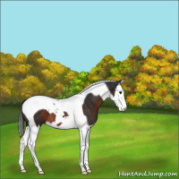 Horse Color:Brown Splash Tobiano 