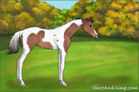 Horse Color:Brown Tobiano 