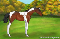 Horse Color:Brown Tobiano 