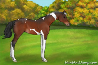 Horse Color:Brown Tobiano