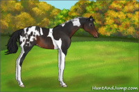 Horse Color:Gray Brown Tobiano Appaloosa 