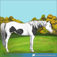 Horse Color:Black Splash Tobiano 