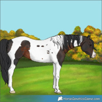 Horse Color:Brown Tobiano 