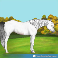 Horse Color:Gray Brown Tobiano 