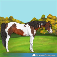 Horse Color:Brown Sabino Tobiano 