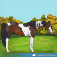 Horse Color:Brown Sabino Tobiano 