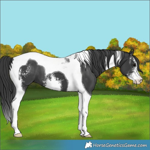 Horse Color:Black Sabino Tobiano 