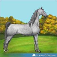 Horse Color:Platinum Buckskin Dun Varnish 